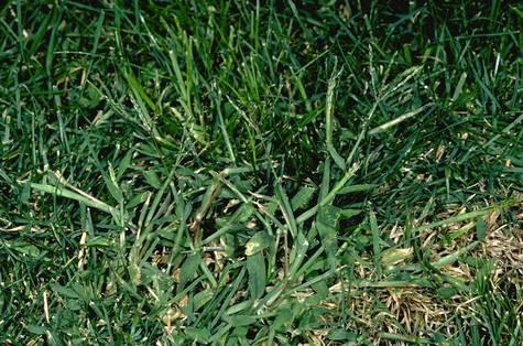 Close up of a crabgrass plant showing star-shaped spreading growth and wide leaf blades