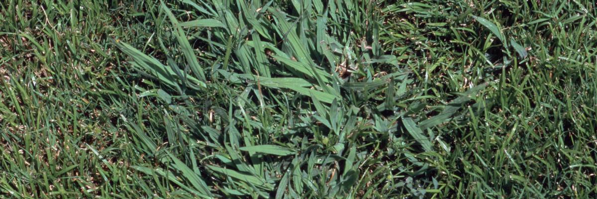 Crabgrass growing in a lawn — wide flat blades spreading outward among desirable grass